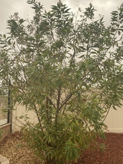 × chitalpa tashkentensis