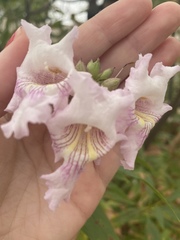 × chitalpa tashkentensis