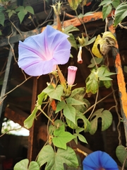Ipomoea indica