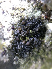 Enchylium polycarpon