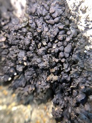 Enchylium polycarpon