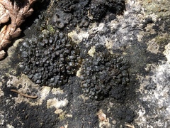 Enchylium polycarpon