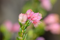 Erica brevifolia