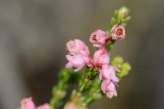 Erica brevifolia