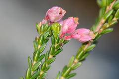 Erica brevifolia