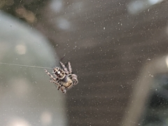 Phidippus audax