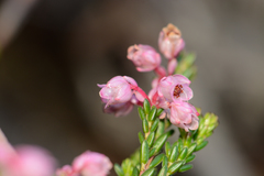 Erica brevifolia