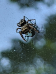 Phidippus audax