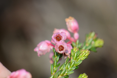 Erica brevifolia