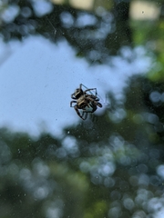 Phidippus audax