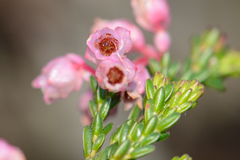 Erica brevifolia