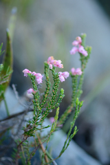 Erica brevifolia