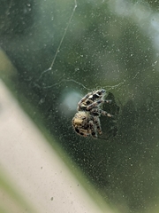 Phidippus audax