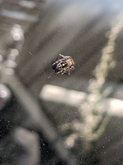 Phidippus audax