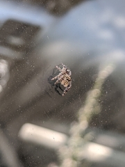 Phidippus audax