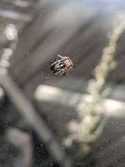 Phidippus audax