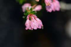 Erica brevifolia