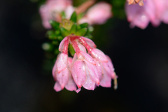 Erica brevifolia