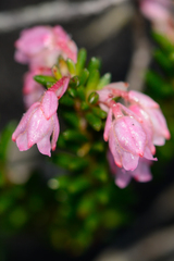 Erica brevifolia