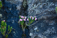 Erica brevifolia