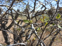 Forestiera phillyreoides