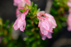 Erica brevifolia
