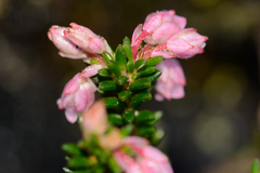 Erica brevifolia