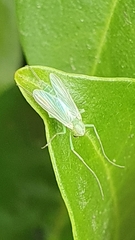 Chironomidae