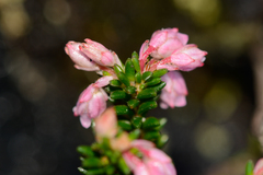 Erica brevifolia