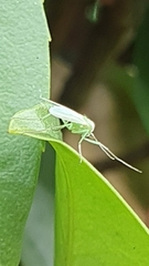 Chironomidae