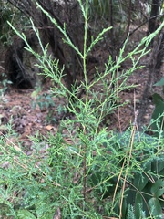 Juniperus virginiana