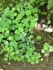Hydrocotyle americana