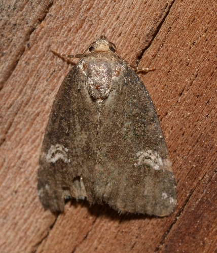 Gray Marvel Moth photo 4