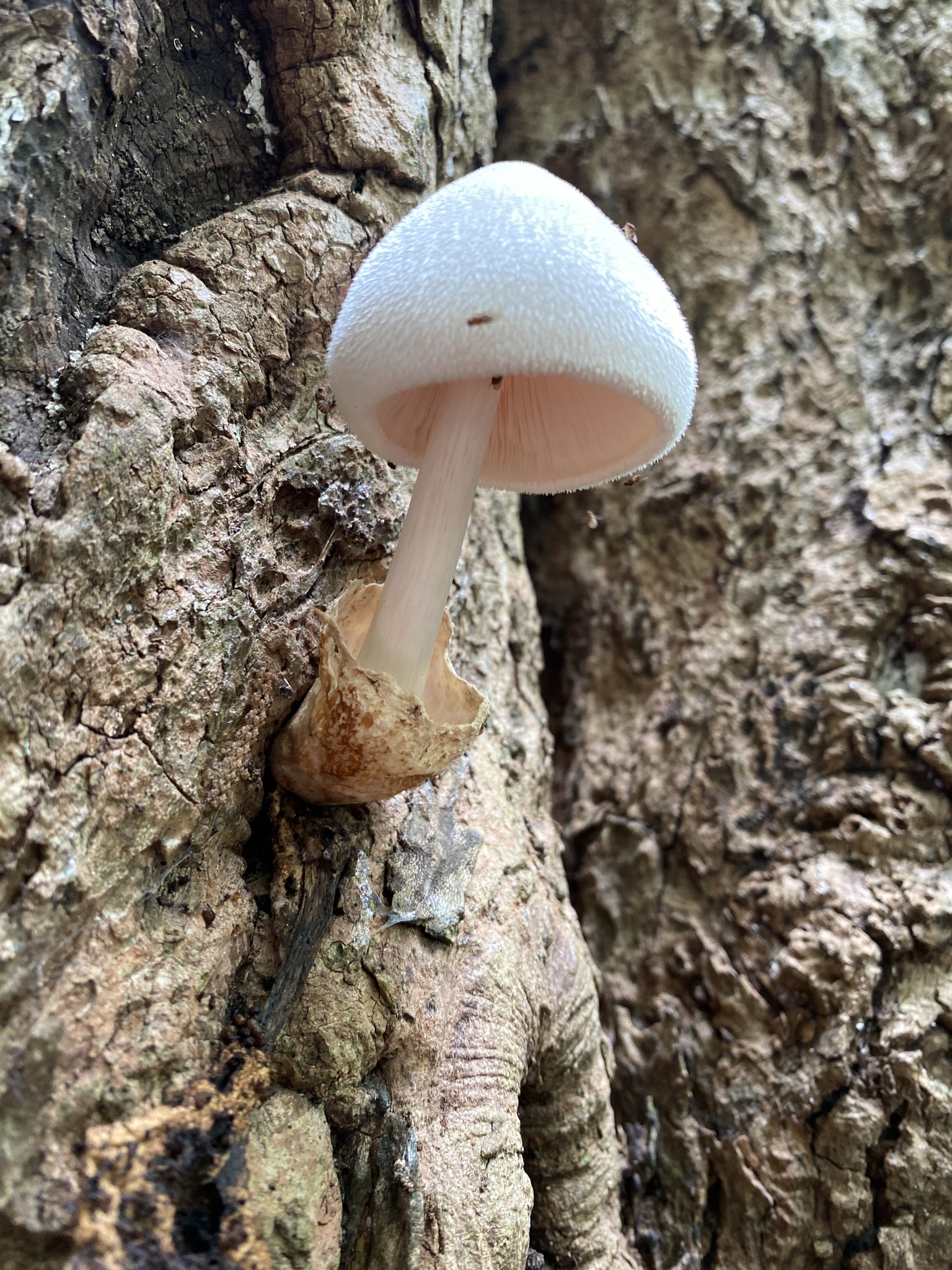 Volvariella volvacea - Wikipedia