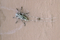 Acanthocinus nodosus