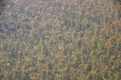 Chara hornemannii
