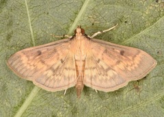 Herpetogramma fluctuosalis