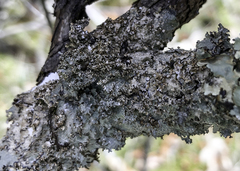 Punctelia appalachensis