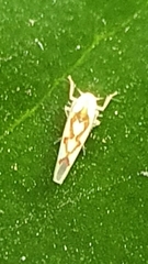 Zygina flammigera