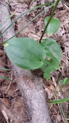Maianthemum canadense
