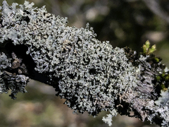 Punctelia appalachensis