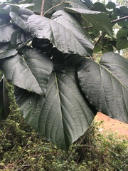 Vernicia fordii