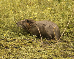 Myocastor coypus