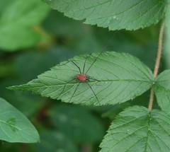 Leiobunum calcar