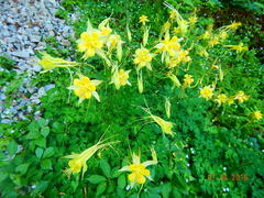 Aquilegia longissima