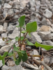 Rumex hastifolius