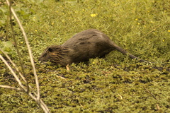 Myocastor coypus