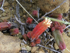 Crassula pyramidalis