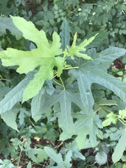 Morus alba