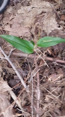 Maianthemum canadense